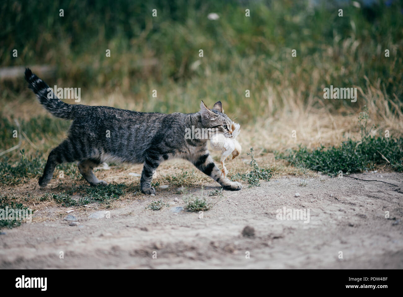 Un gatto a piedi con uccello morto nella sua bocca Foto Stock