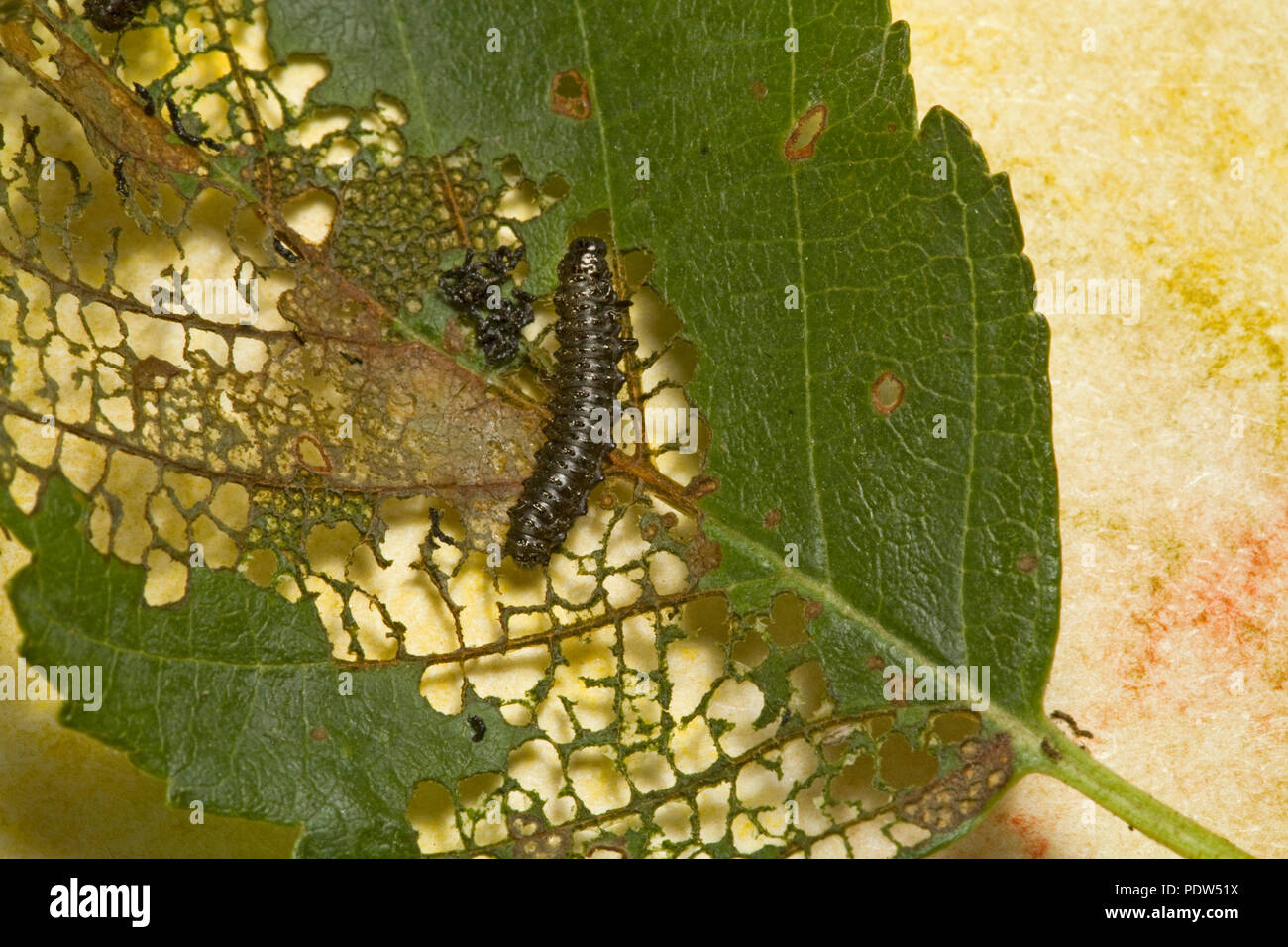 Thed minuscola, otto pollici di lunghezza prima caterpillar instar della foresta comune tenda tarma Malacosoma disstria, su una ben masticato su foglie di ontano. Foto Stock
