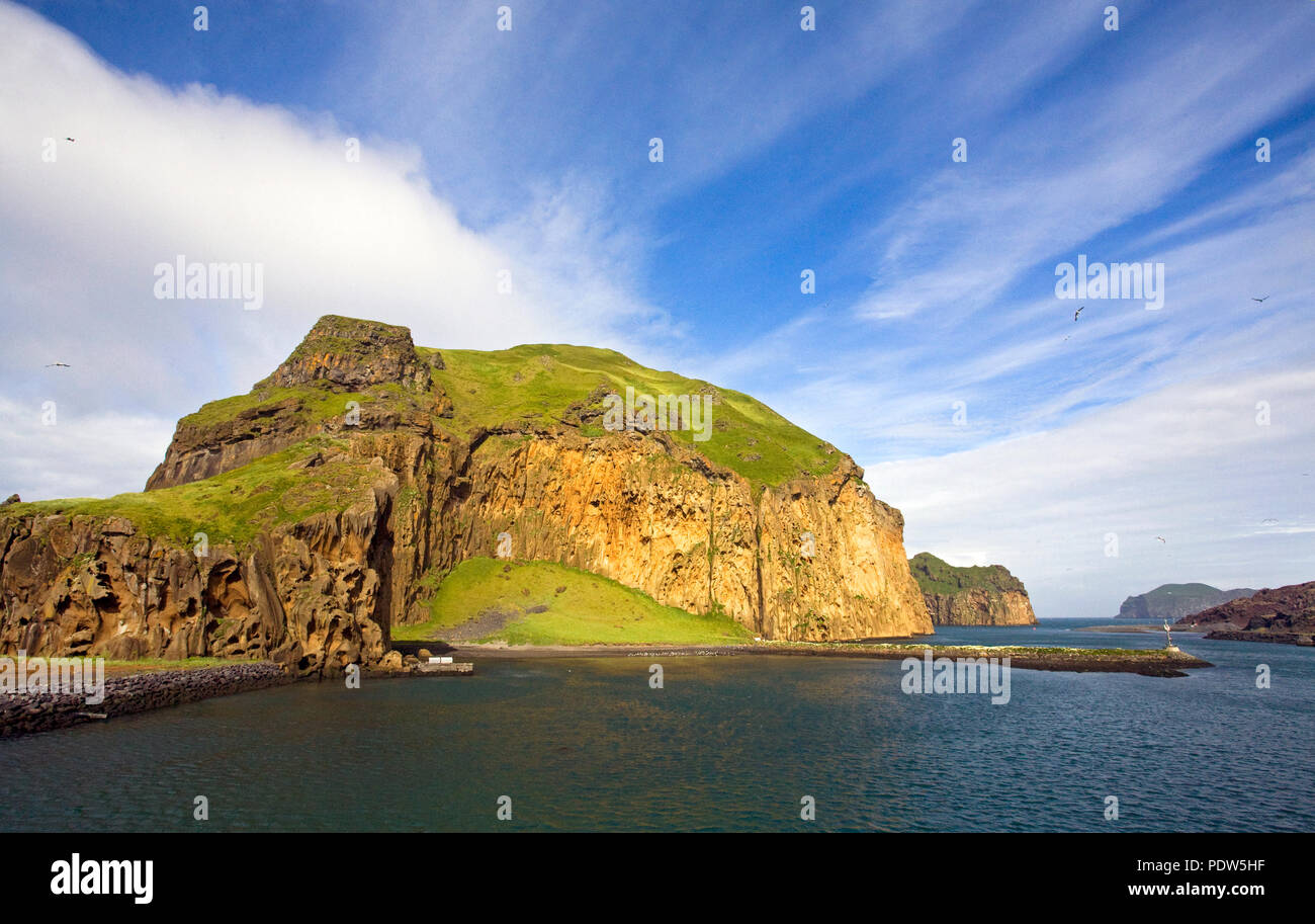 Uccelli marini si ergono sulle ripide scogliere di Isola di Heimaey, la più grande isola dell'Arcipelago Vestmannaeyjar, appena al largo della costa meridionale dell'Islanda. Foto Stock