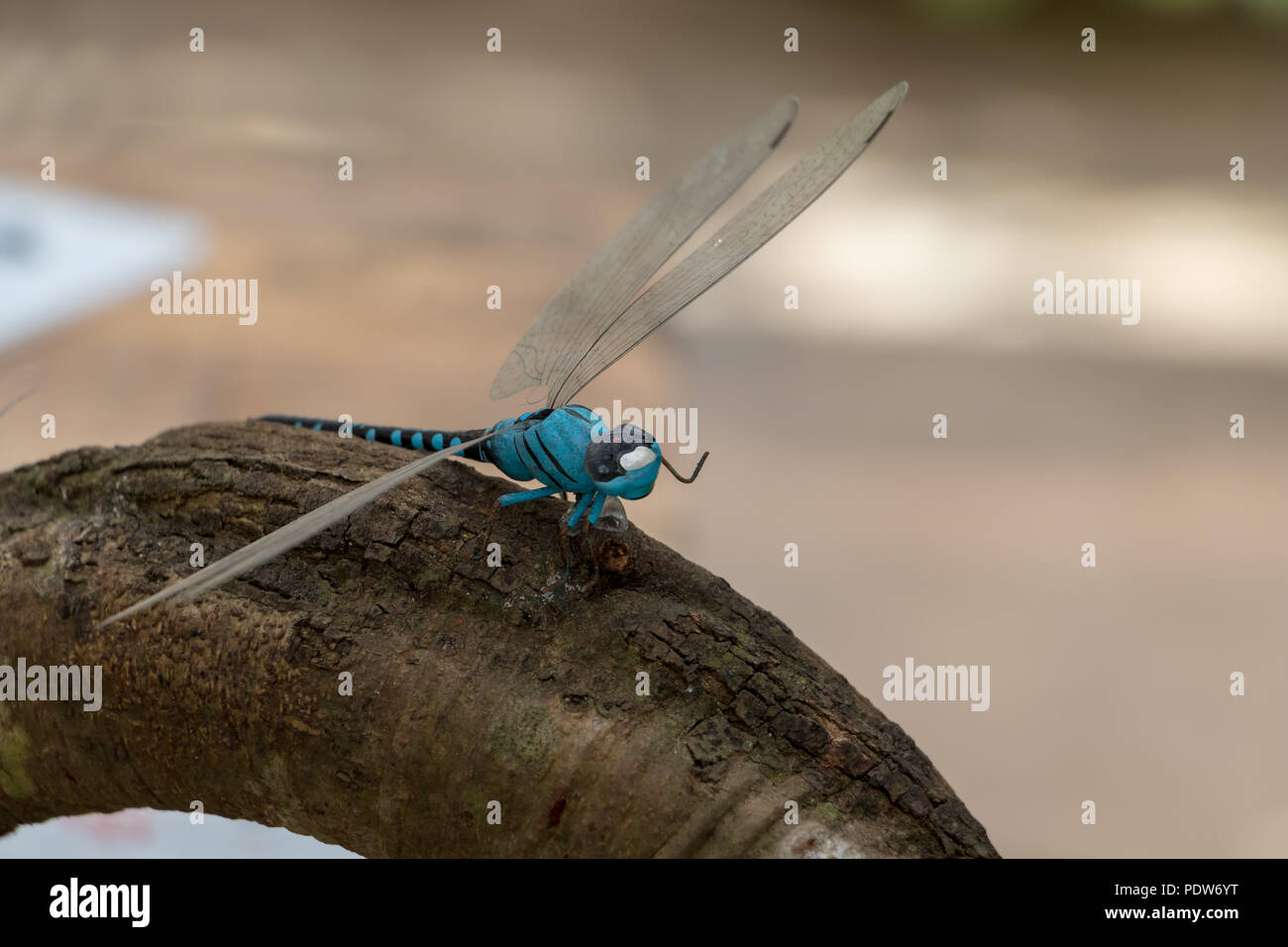 Il modello Libellula siede sul tronco di albero, Foto Stock