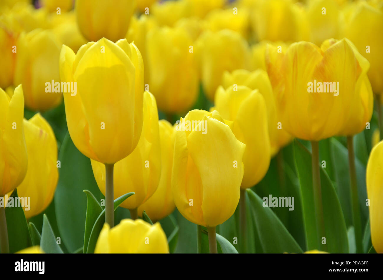 Bella di tulipani nei giardini dalla baia, Singapore Foto Stock