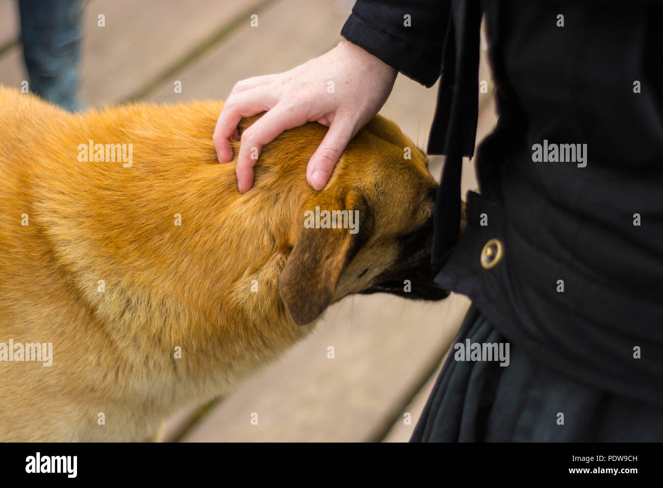 Bel colore giallo cane randagio è pet da un turista Foto Stock