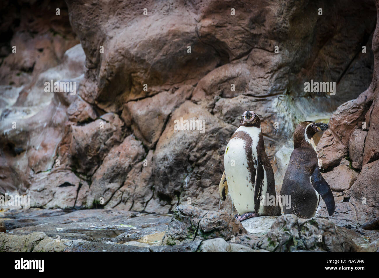 I pinguini chiusa in Zoo, con buone condizioni di vita. Foto Stock