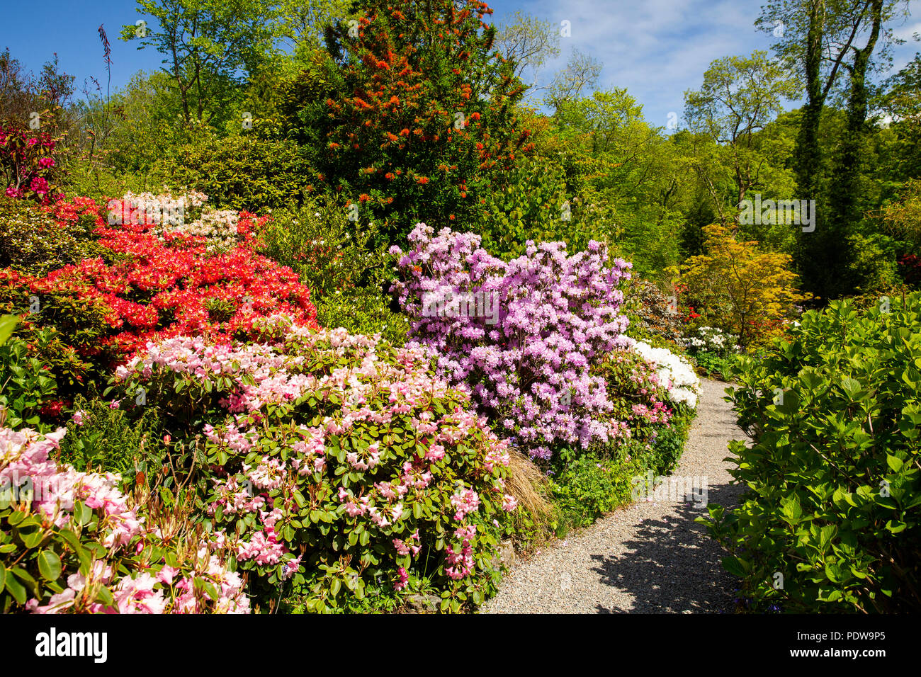 Nel Regno Unito, in Galles, Anglesey, Plas Cadnant giardini nascosti, attraverso il percorso di azalee e rododendri in Alta Valle Giardino Foto Stock