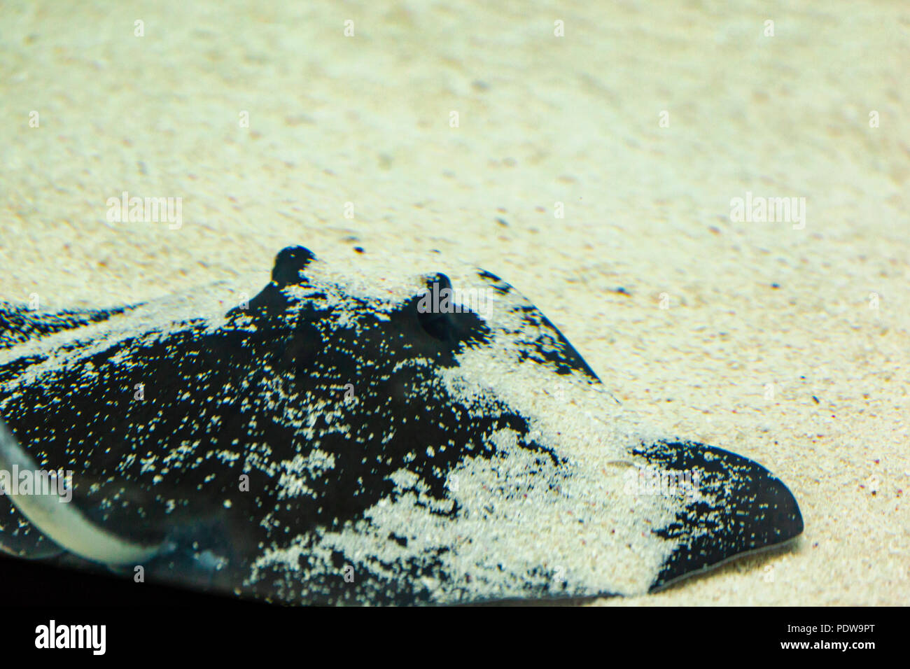 Stingray pesce si nasconde sul fondo sabbioso. Foto Stock