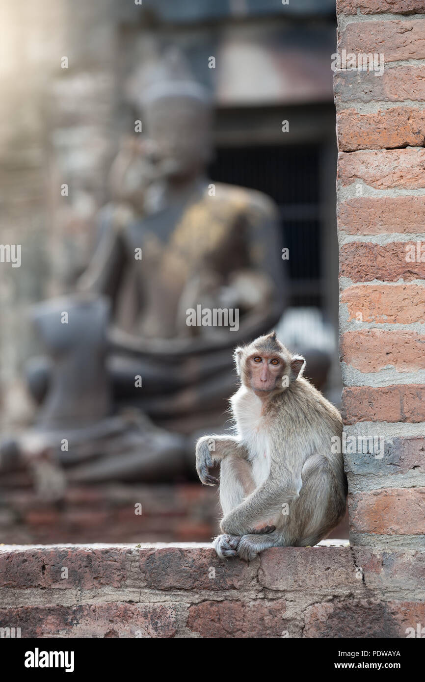 Una scimmia seduto di fronte all'immagine del Buddha in attesa di cibo Foto Stock