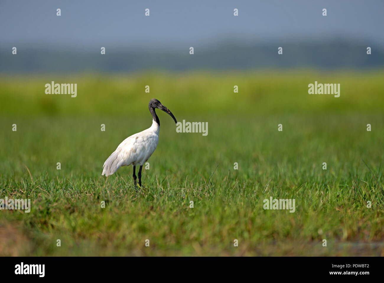 A testa nera (Ibis Threskiornis melanocephalus), Tailandia Ibis à tête noire Foto Stock