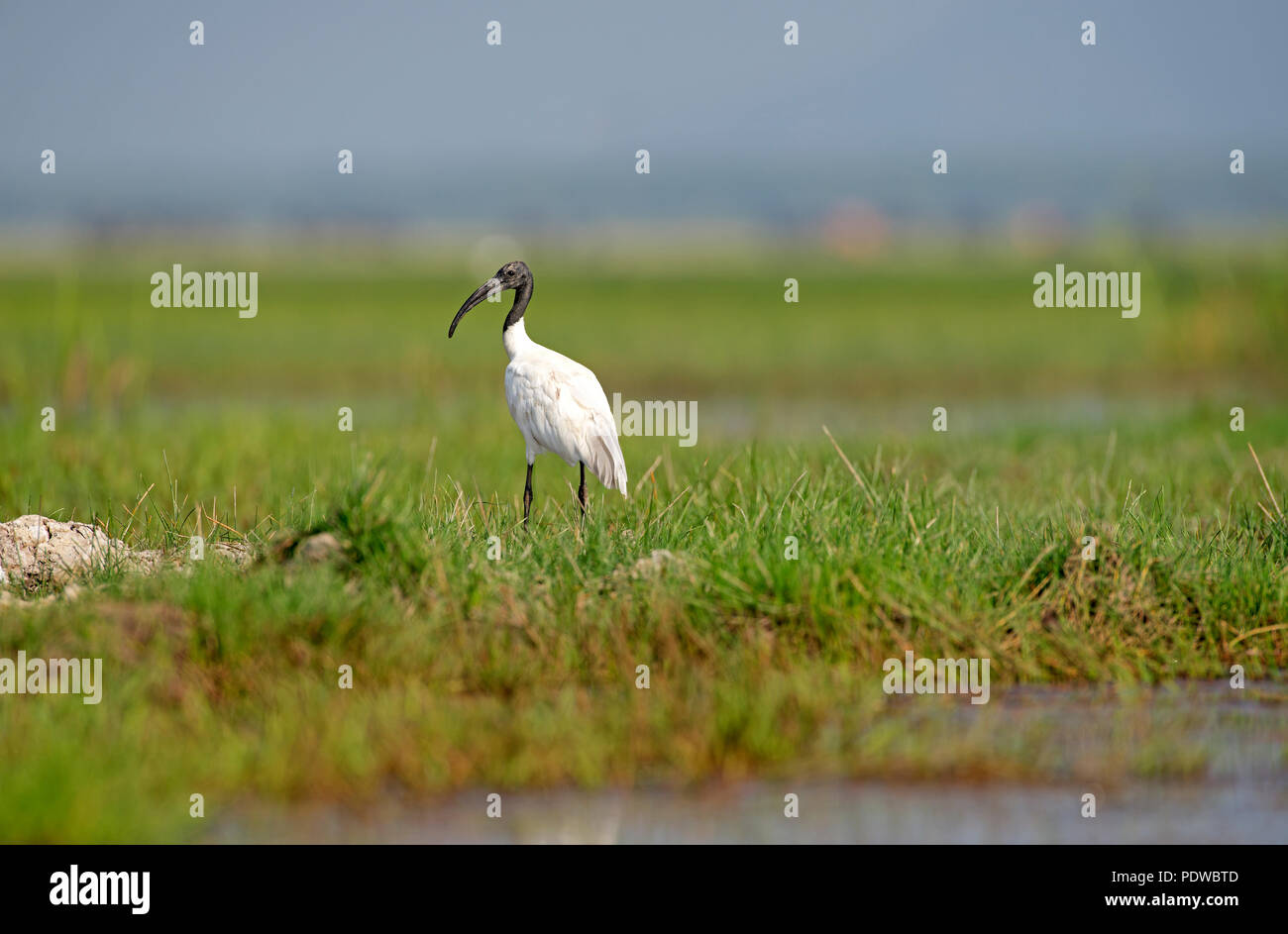 A testa nera (Ibis Threskiornis melanocephalus), Tailandia Ibis à tête noire Foto Stock