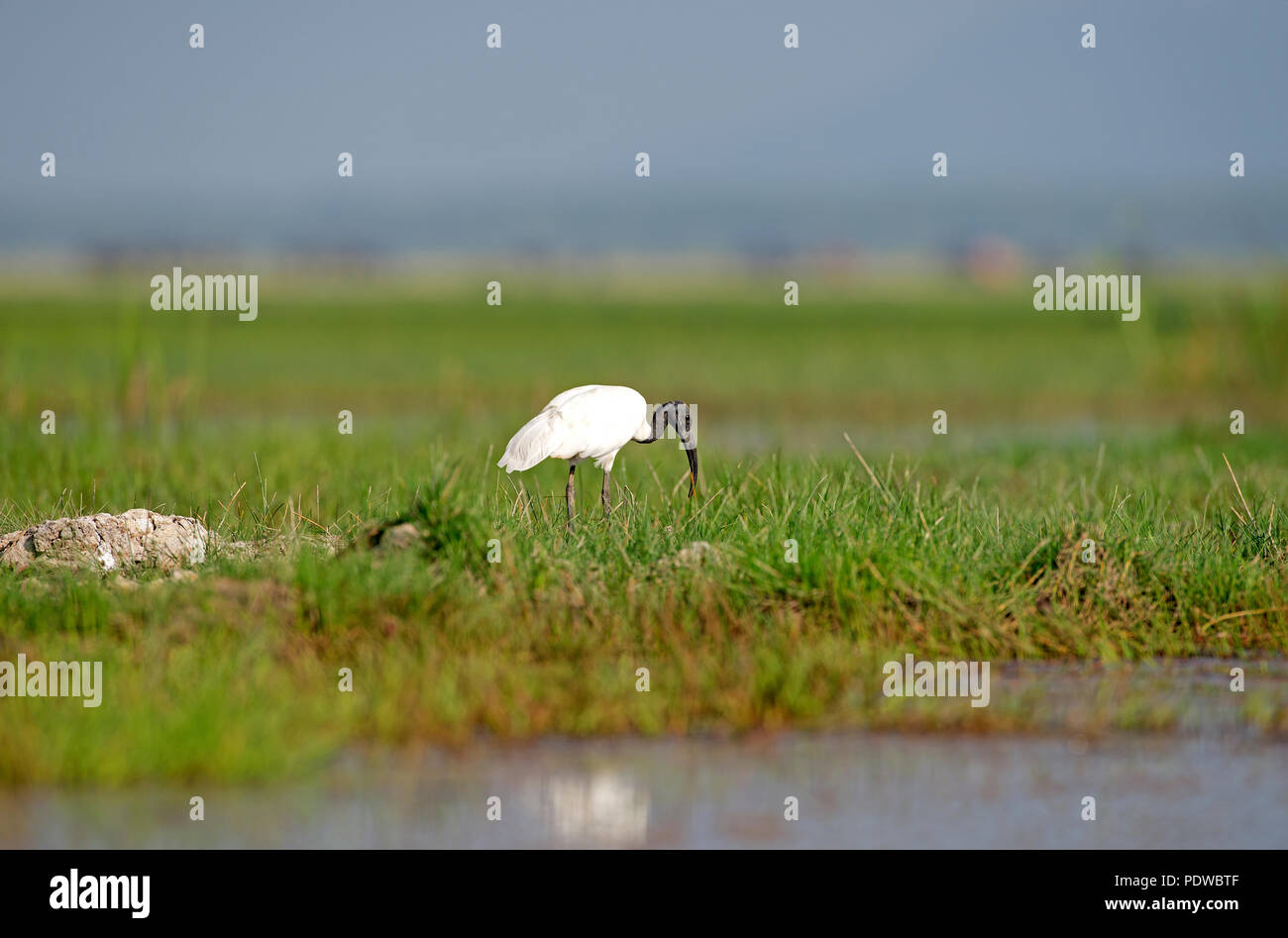 A testa nera (Ibis Threskiornis melanocephalus), Tailandia Ibis à tête noire Foto Stock