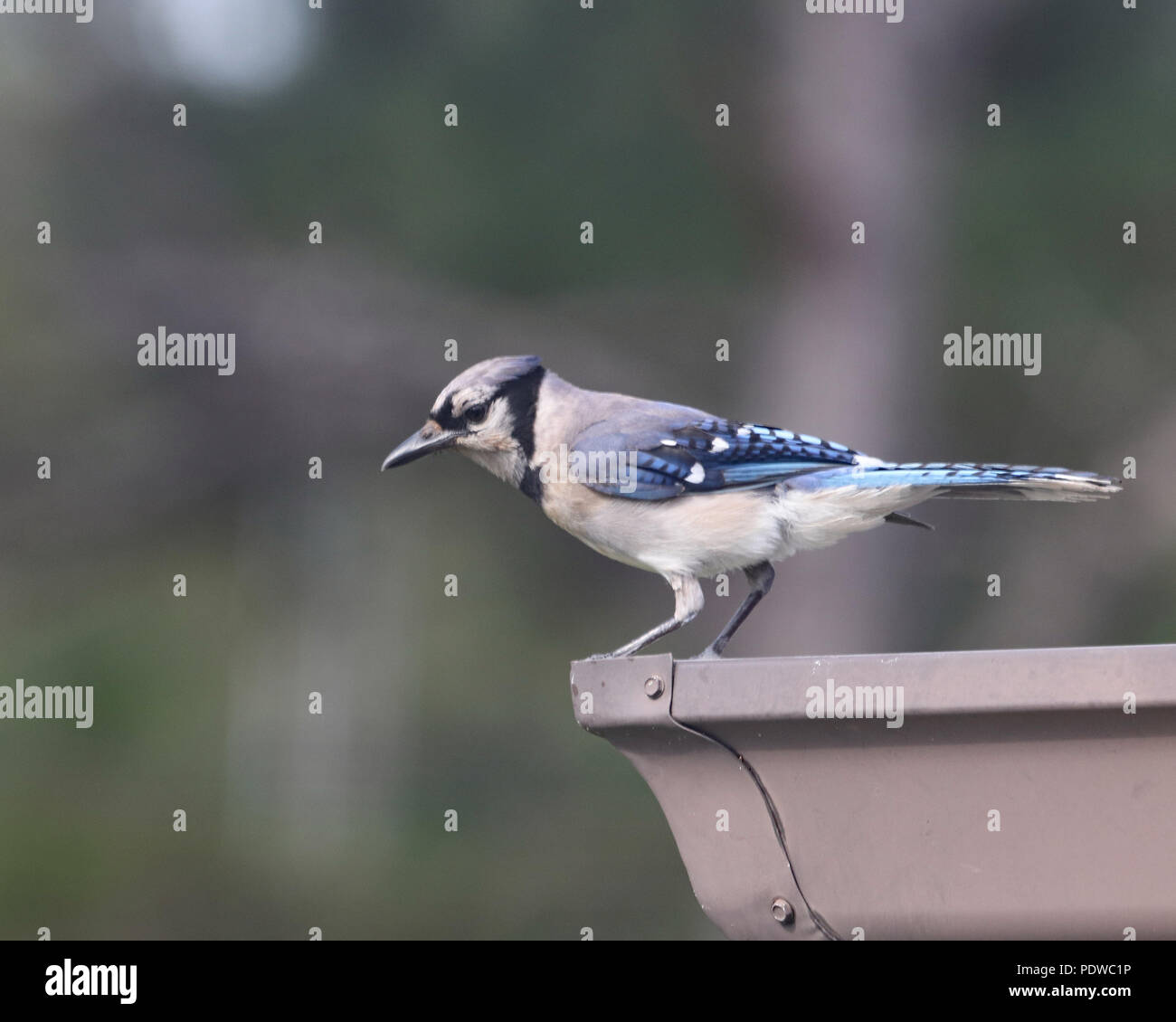 Il Blue Jay è un comune, grandi songbird che è familiare a molte persone con la sua perky crest; blu, bianco e nero piume e chiamate rumoroso Foto Stock