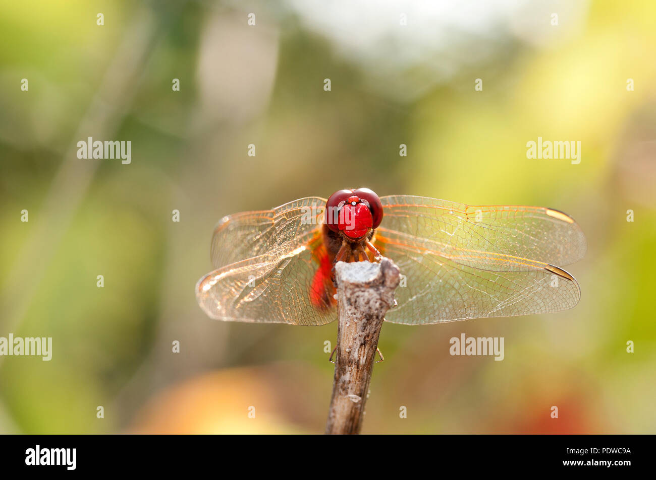 Scarlet Dragonfly - Ampia Scarlet - Garrigue - Sud della Francia (Crocothemis erythraea) Libellule écarlate Foto Stock