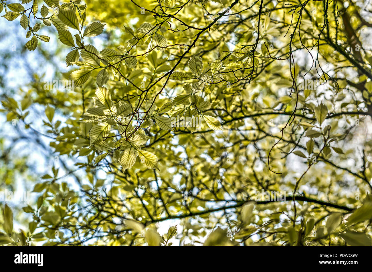 Rami con foglie giovani di un bianco olmo contro un cielo blu in primavera Foto Stock