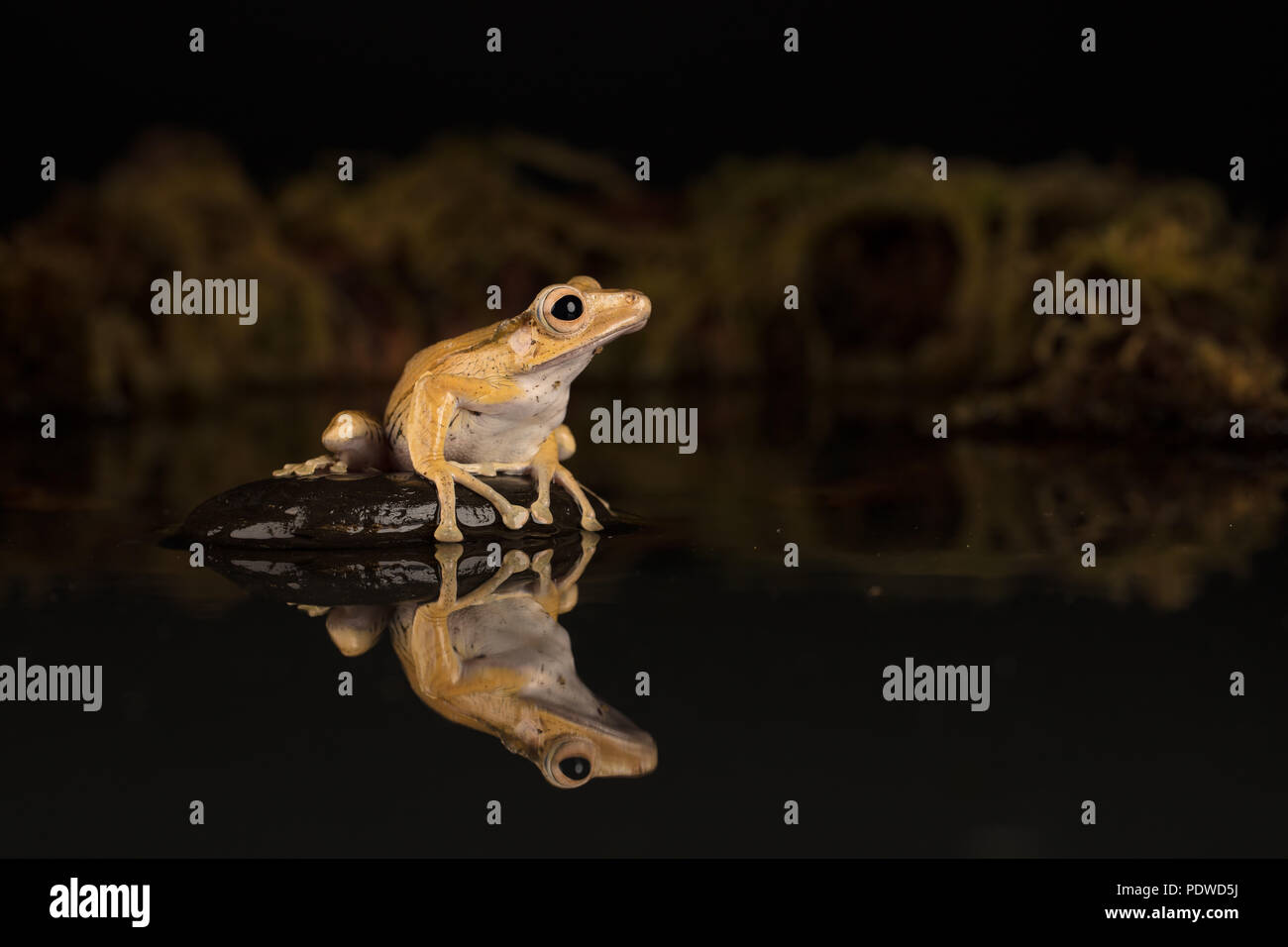 Borneo eared rana seduto su una pietra in acqua Foto Stock