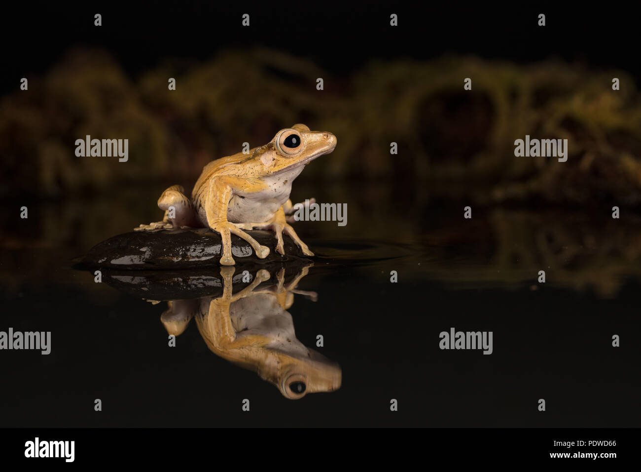 Borneo eared rana seduto su una pietra in acqua Foto Stock
