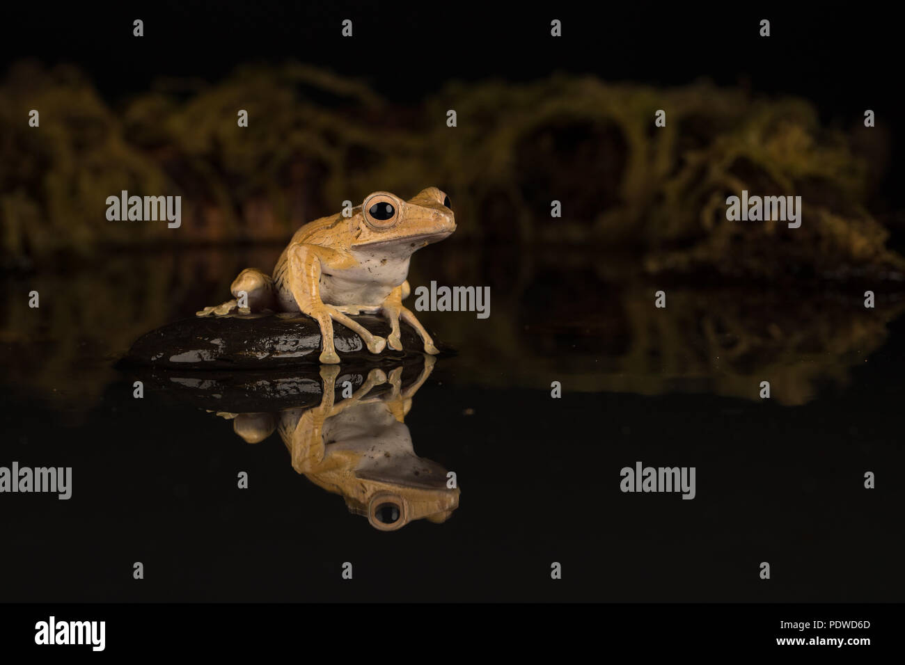 Borneo eared rana seduto su una pietra in acqua Foto Stock