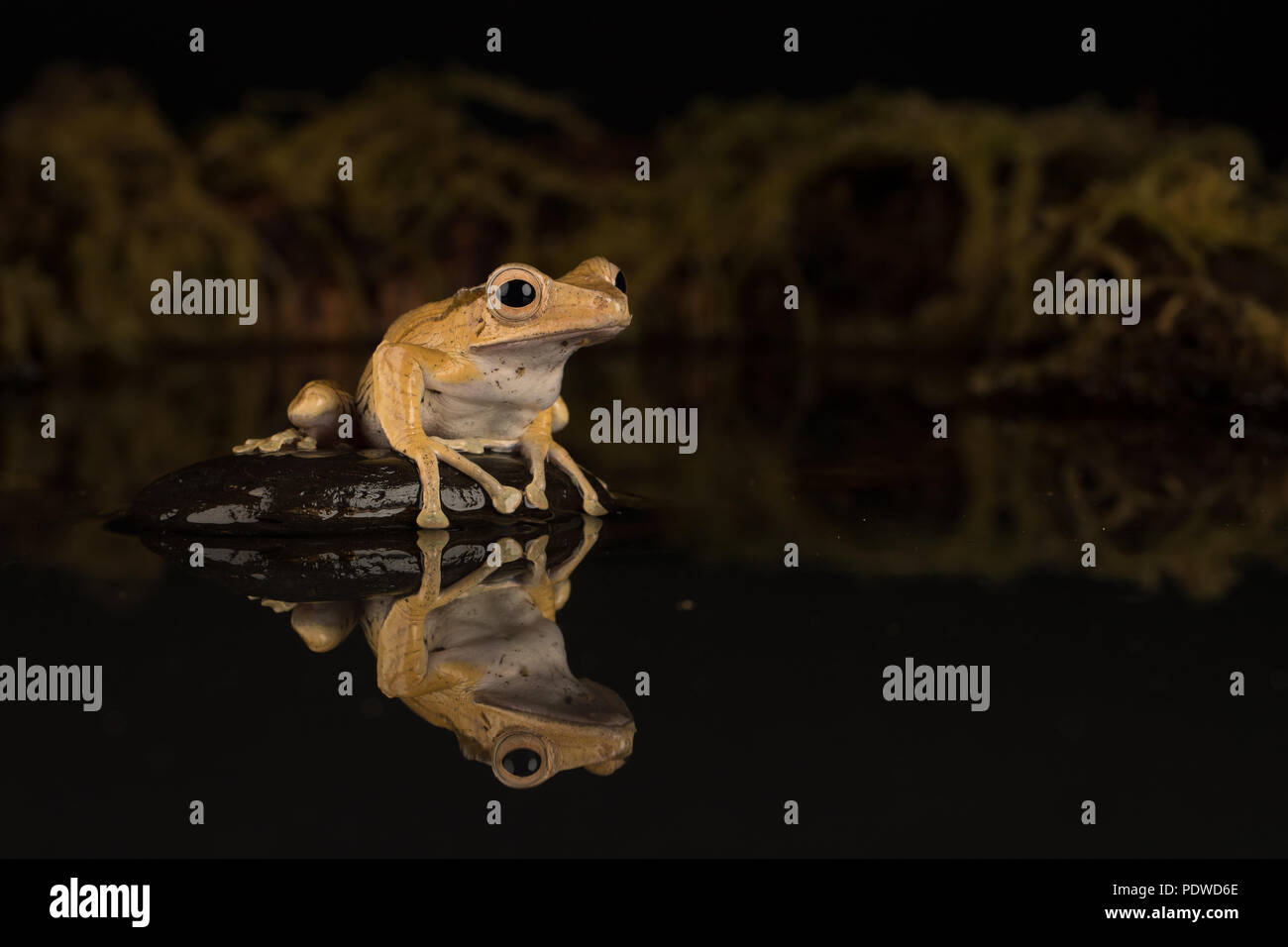 Borneo eared rana seduto su una pietra in acqua Foto Stock