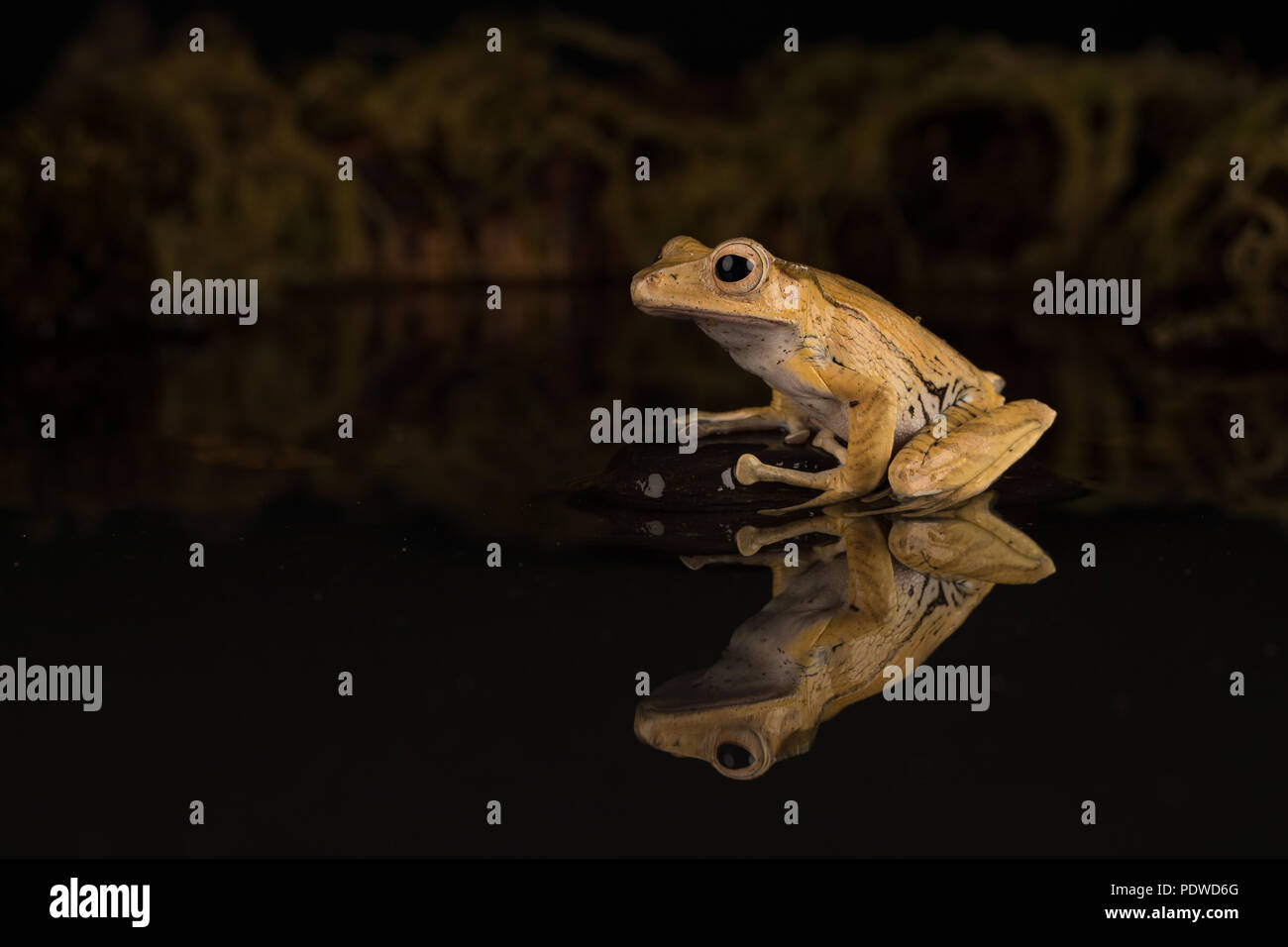 Borneo eared rana seduto su una pietra in acqua Foto Stock