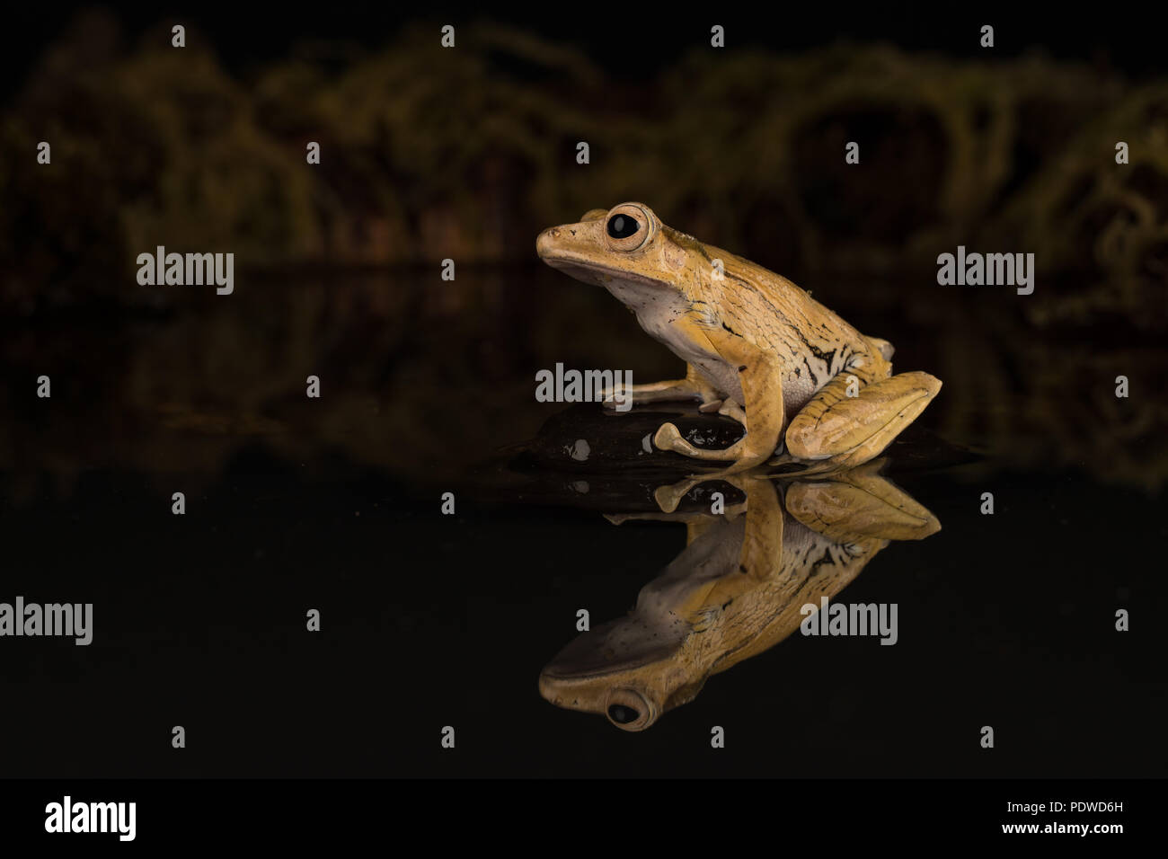 Borneo eared rana seduto su una pietra in acqua Foto Stock