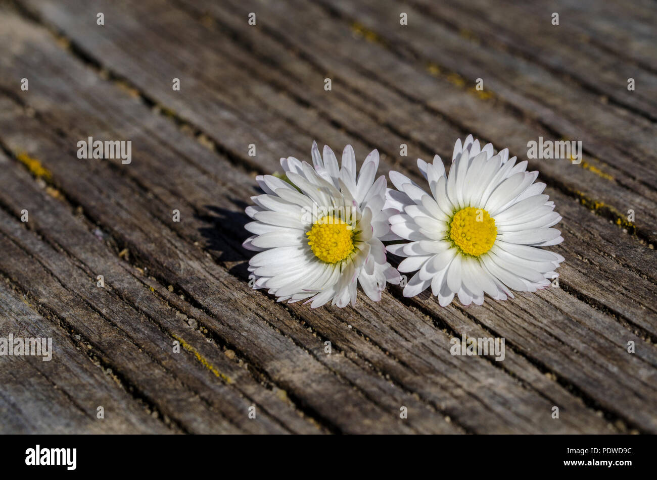 Due margherite bianco su legno stagionato sfondo con spazio di copia Foto Stock