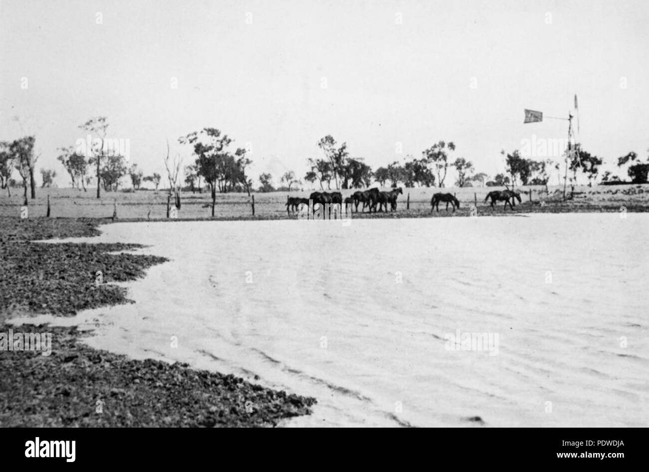 214 StateLibQld 1 125983 i cavalli purosangue sulla stazione a Bexley, western Queensland, ca. 1913 Foto Stock
