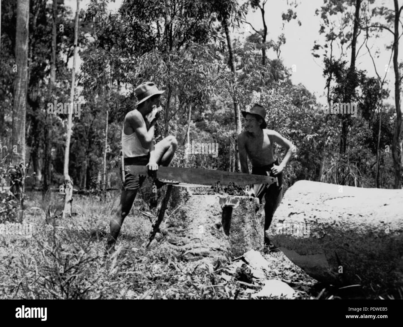 216 StateLibQld 1 129183 due giovani uomini utilizzando una sezionatrice trasversale sul Santa Lucia Scuola di fattoria, 1936 Foto Stock