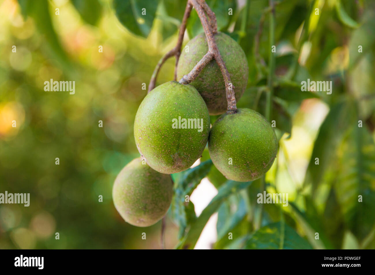 Close-up di ovale di colore verde giugno susine (Spondias dulcis) appeso a un albero in Malaysia. Noto anche come Ambarella, la frutta può essere consumata cruda o in ... Foto Stock