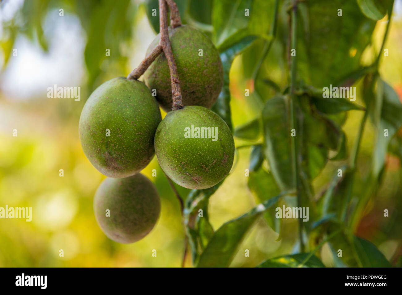 Close-up di ovale di colore verde Ambarella frutti (Spondias dulcis) appeso a un albero in Malaysia. Noto anche come giugno prugna, la frutta può essere consumata cruda o fatti... Foto Stock
