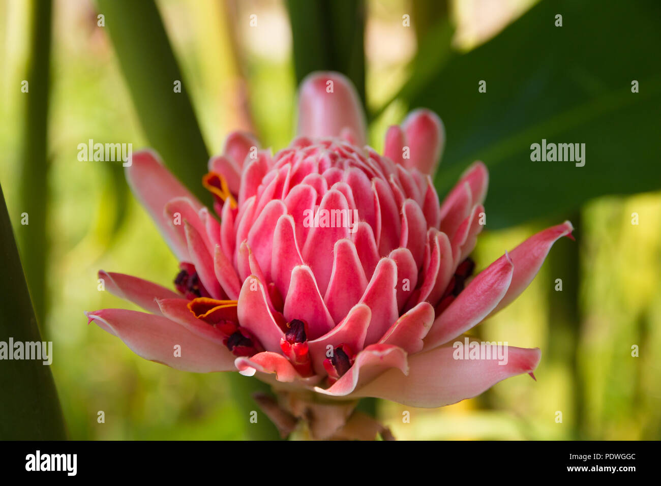 Bel primo piano di un bel rosa rosa de porcelaine (Etlingera elatior). Questo speciale flower è utilizzato come decorazione di composizioni floreali come ikebana... Foto Stock