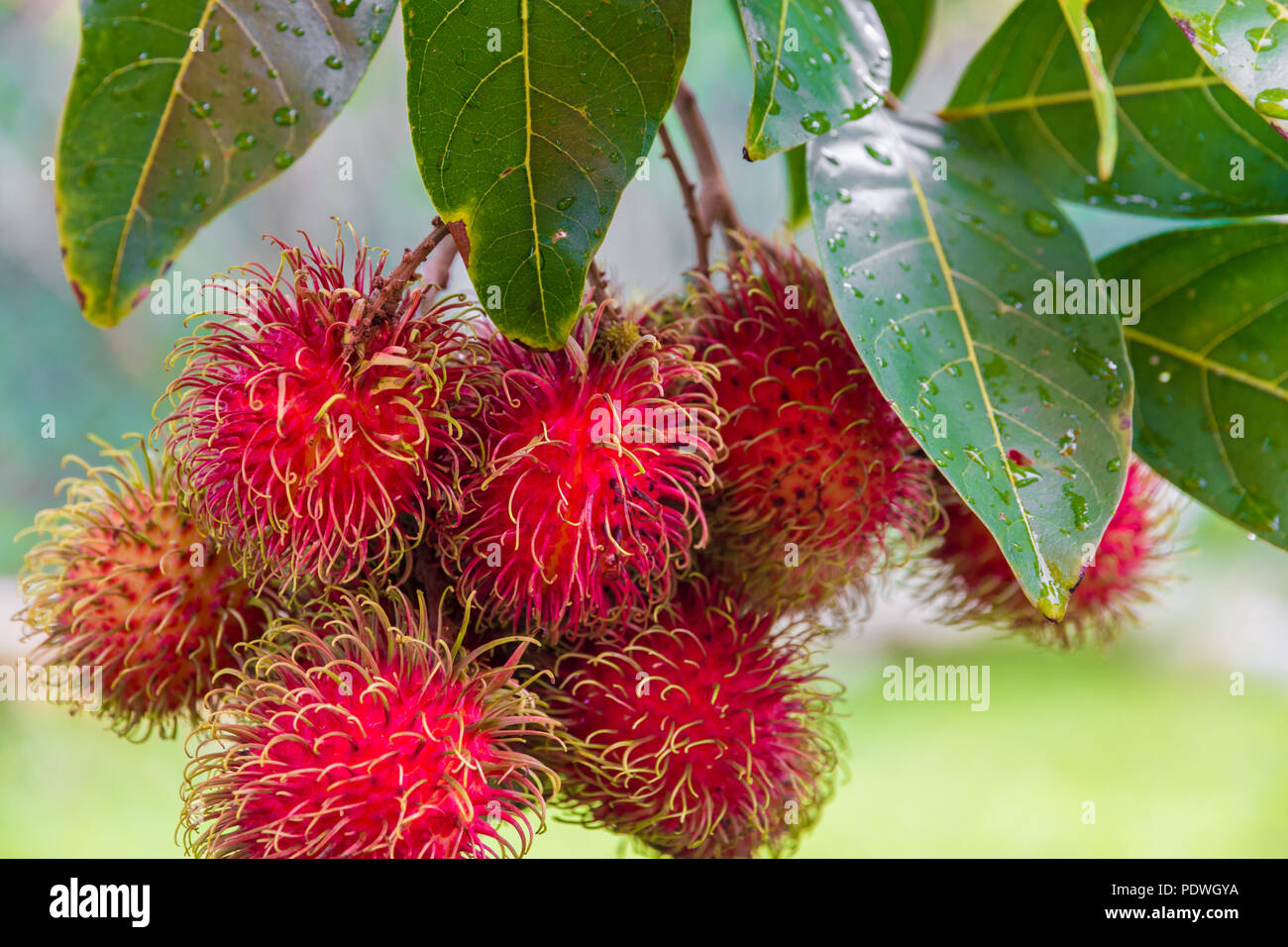 Grande close-up di rambutan maturi frutti (Nephelium lappaceum) appeso a un albero in Malaysia. La coriacea pelle è rossiccio e coperto con carnoso... Foto Stock