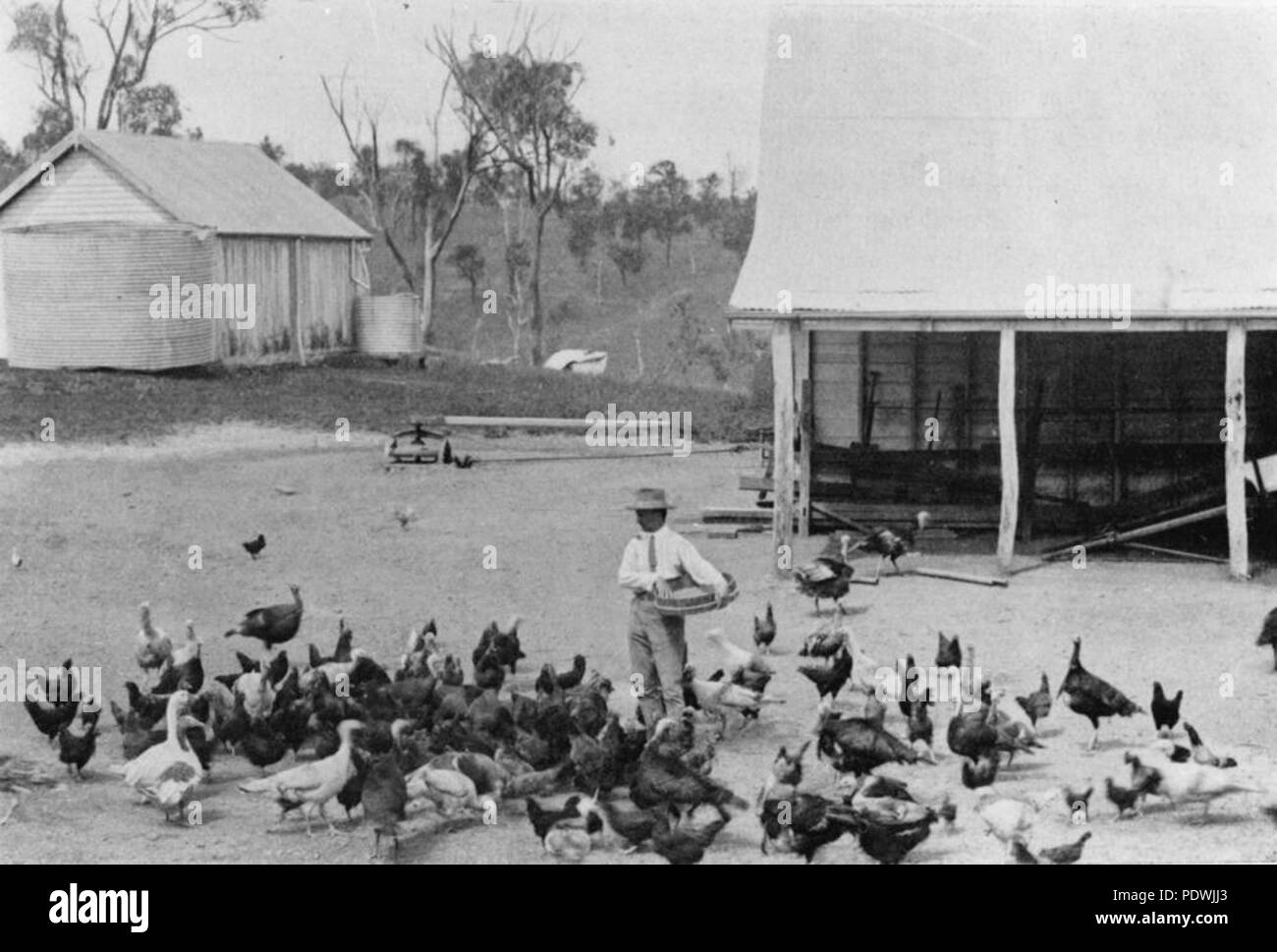 249 StateLibQld 1 199183 alimentando il chooks nel cantiere di pollame di Barambah station wagon, 1914 Foto Stock