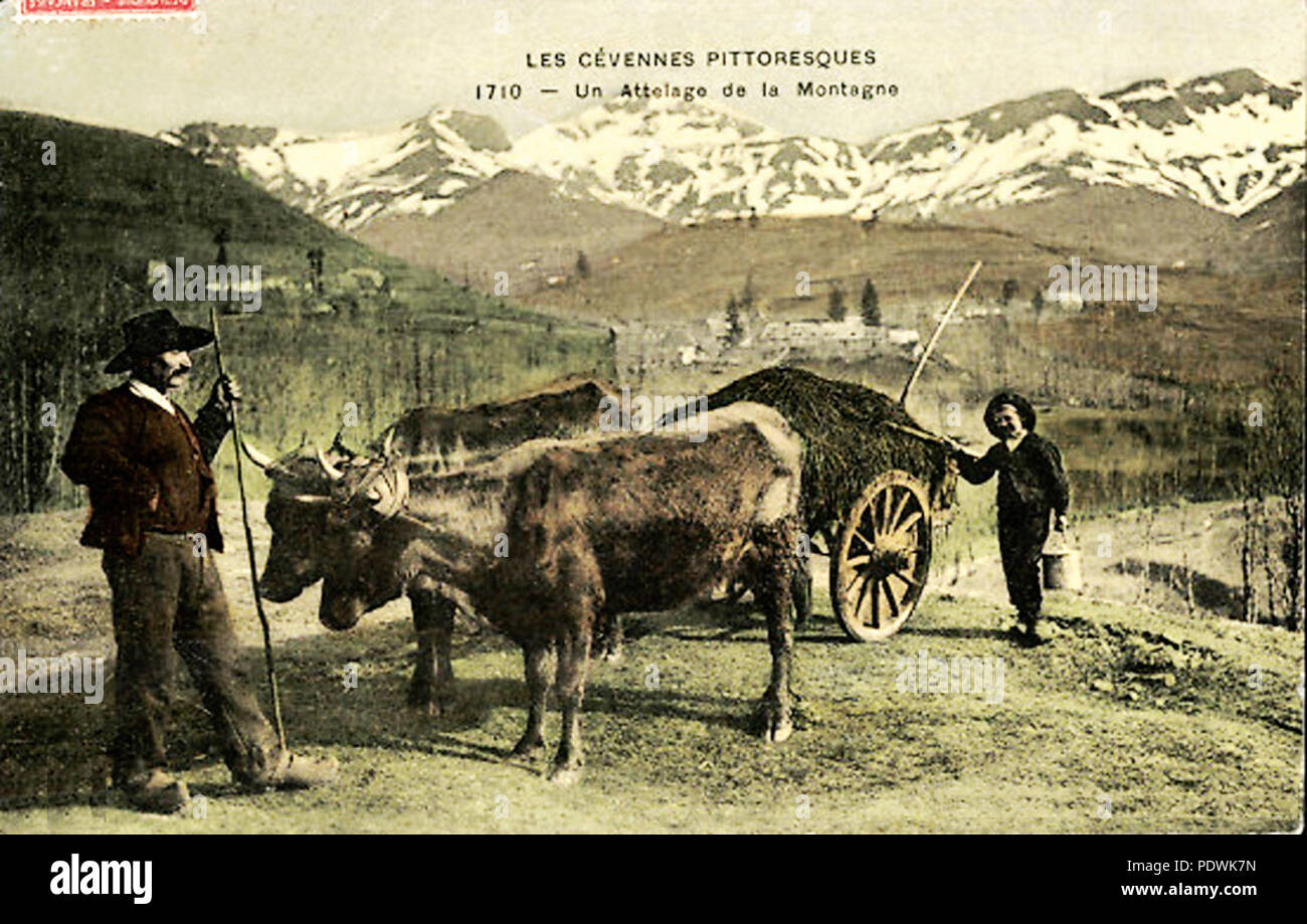 150 Haut Vivarais Attelage de la montagne Foto Stock