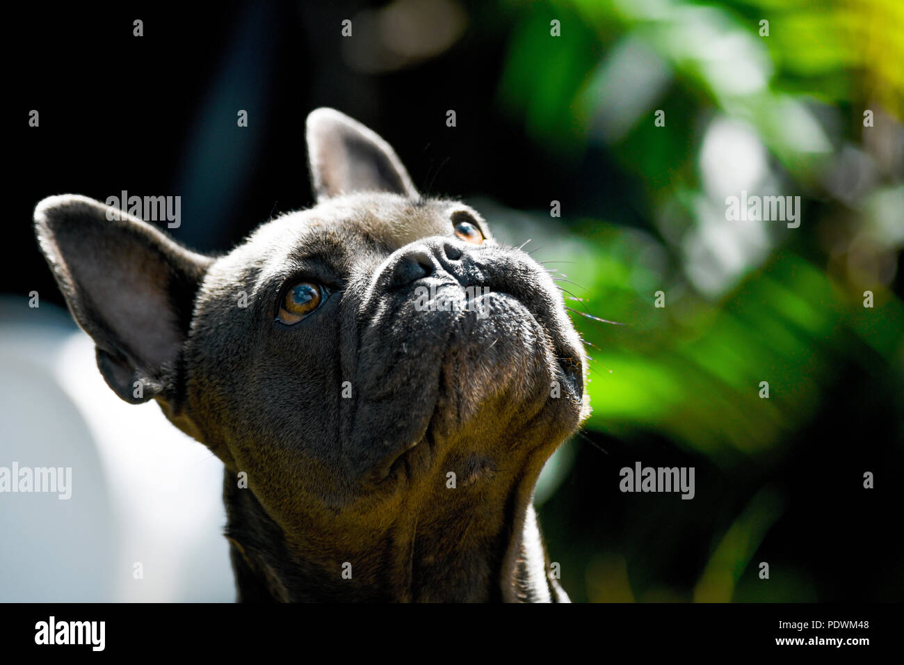Ritratto di testa di un azzurro bulldog francese per la ricerca di messa a fuoco selettiva in fine di luce solare con sfondo verde per lo spazio di copia Foto Stock