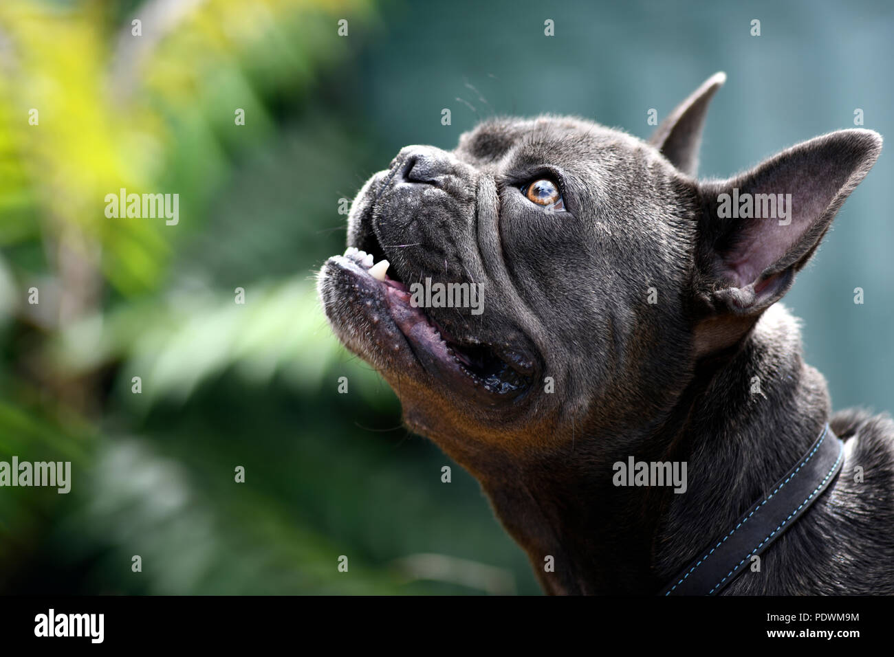 Ritratto di testa di un azzurro bulldog francese per la ricerca di messa a fuoco selettiva in fine di luce solare con sfondo verde per lo spazio di copia Foto Stock