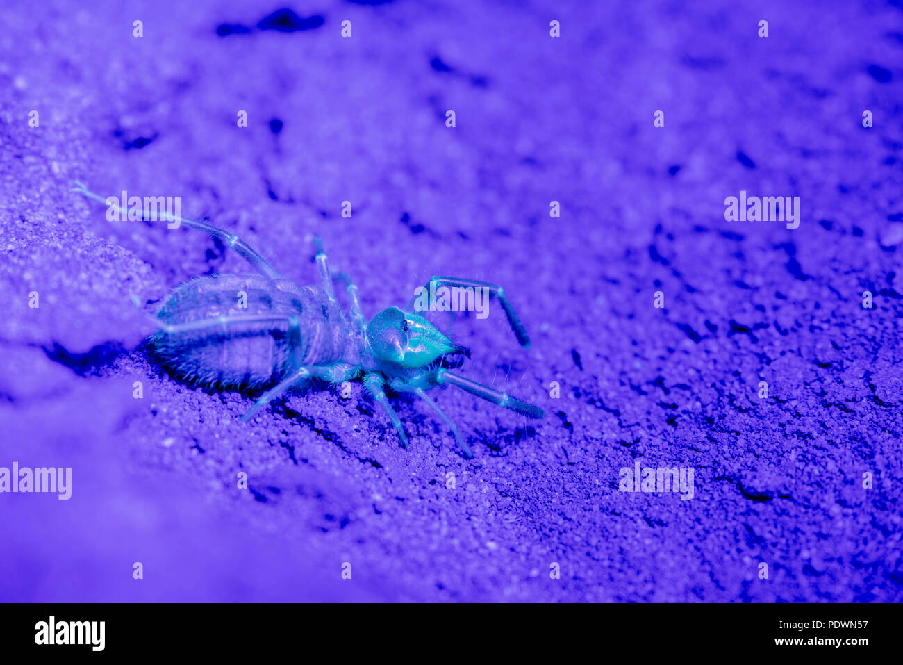Sulfugid sotto luce ultravioletta. Ojito deserto, Nuovo Messico, Stati Uniti d'America. Foto Stock