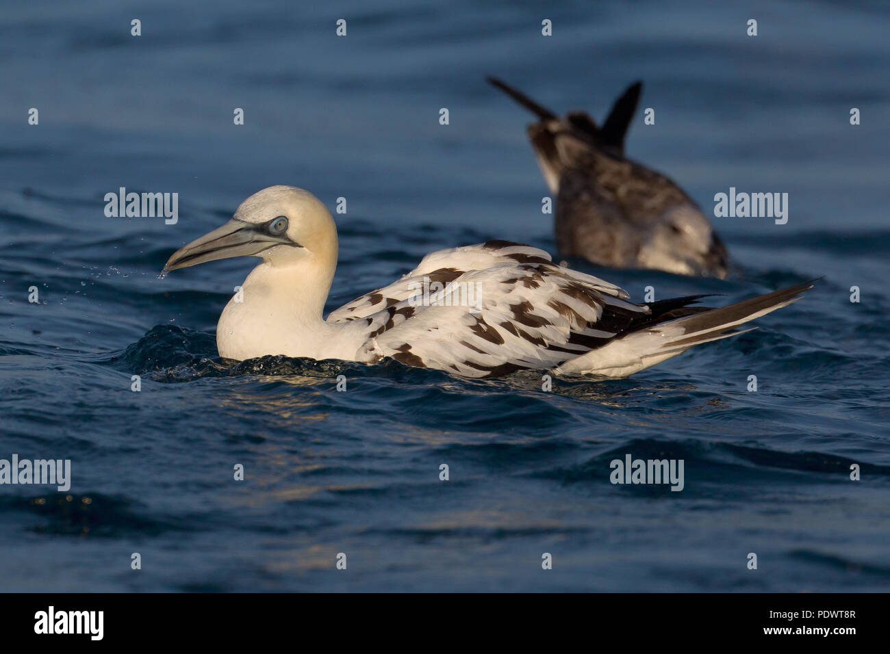 Immaturo Northern Gannet nuoto Foto Stock