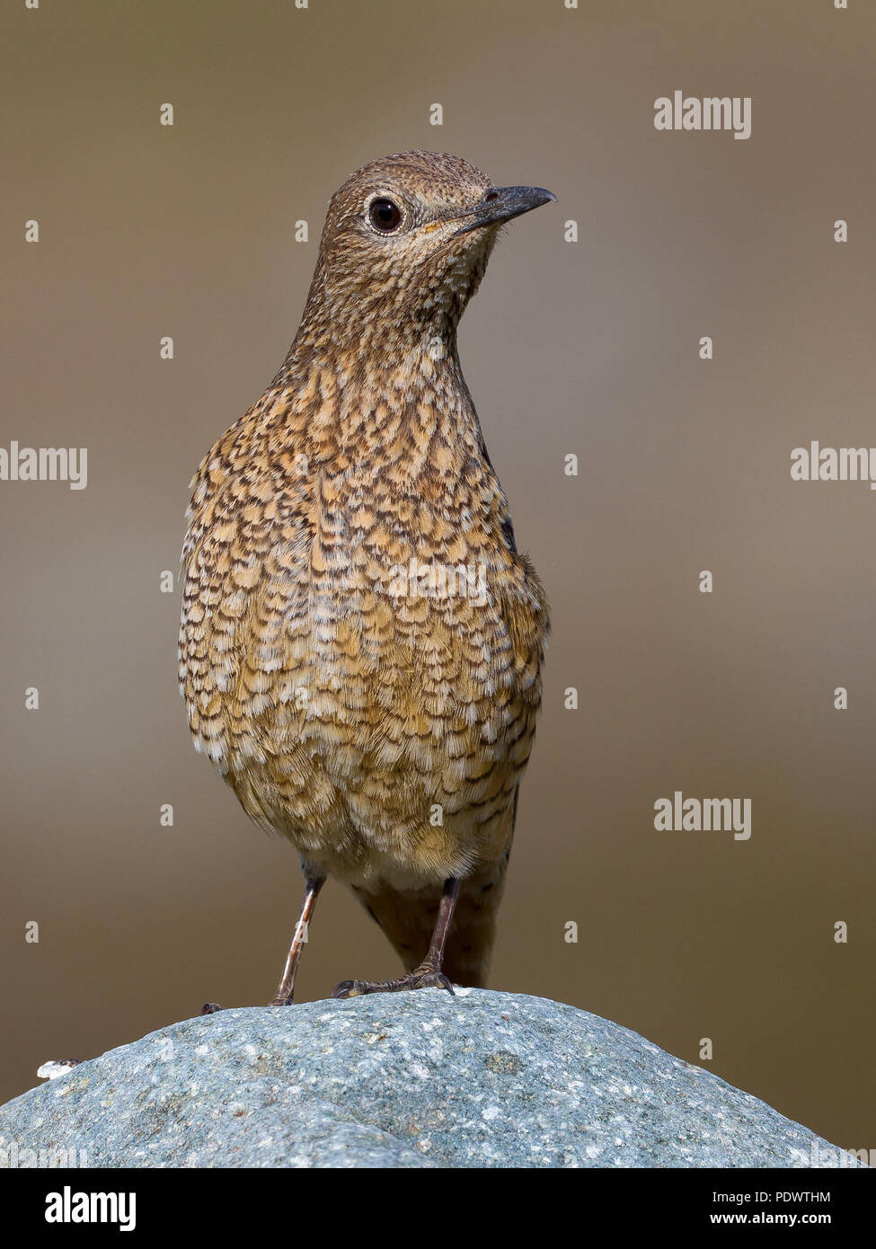 Female Rock i tordi in habitat di allevamento. Foto Stock