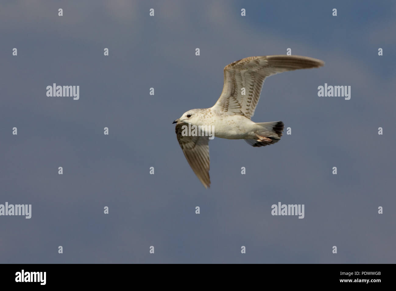 Gabbiano comune in volo, underwing vista. Foto Stock