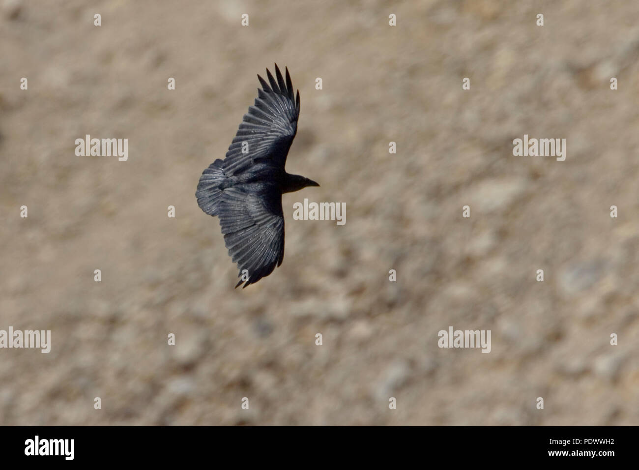 Fan-tailed raven in volo, vista dall'alto. Foto Stock