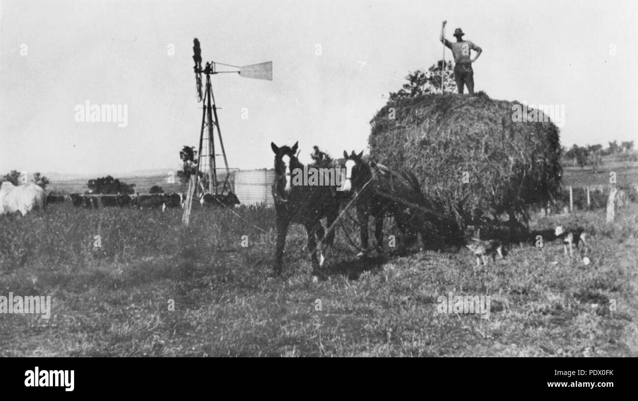 233 StateLibQld 1 153927 la mietitura su la fattoria, ca. 1915 Foto Stock