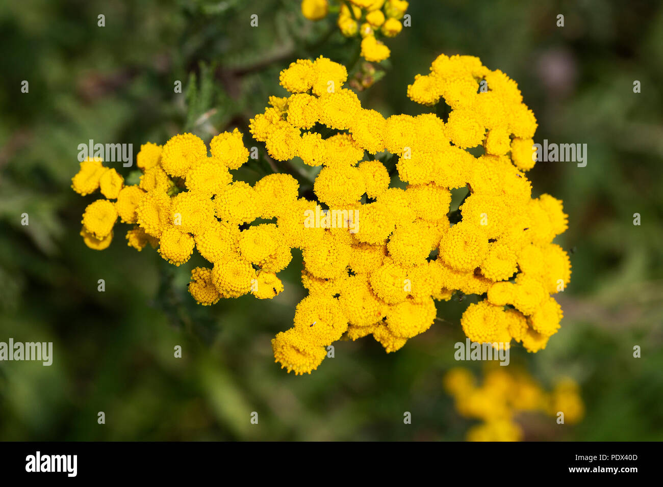 Tansy (Tanacetum vulgare); ombrella fioritura Foto Stock