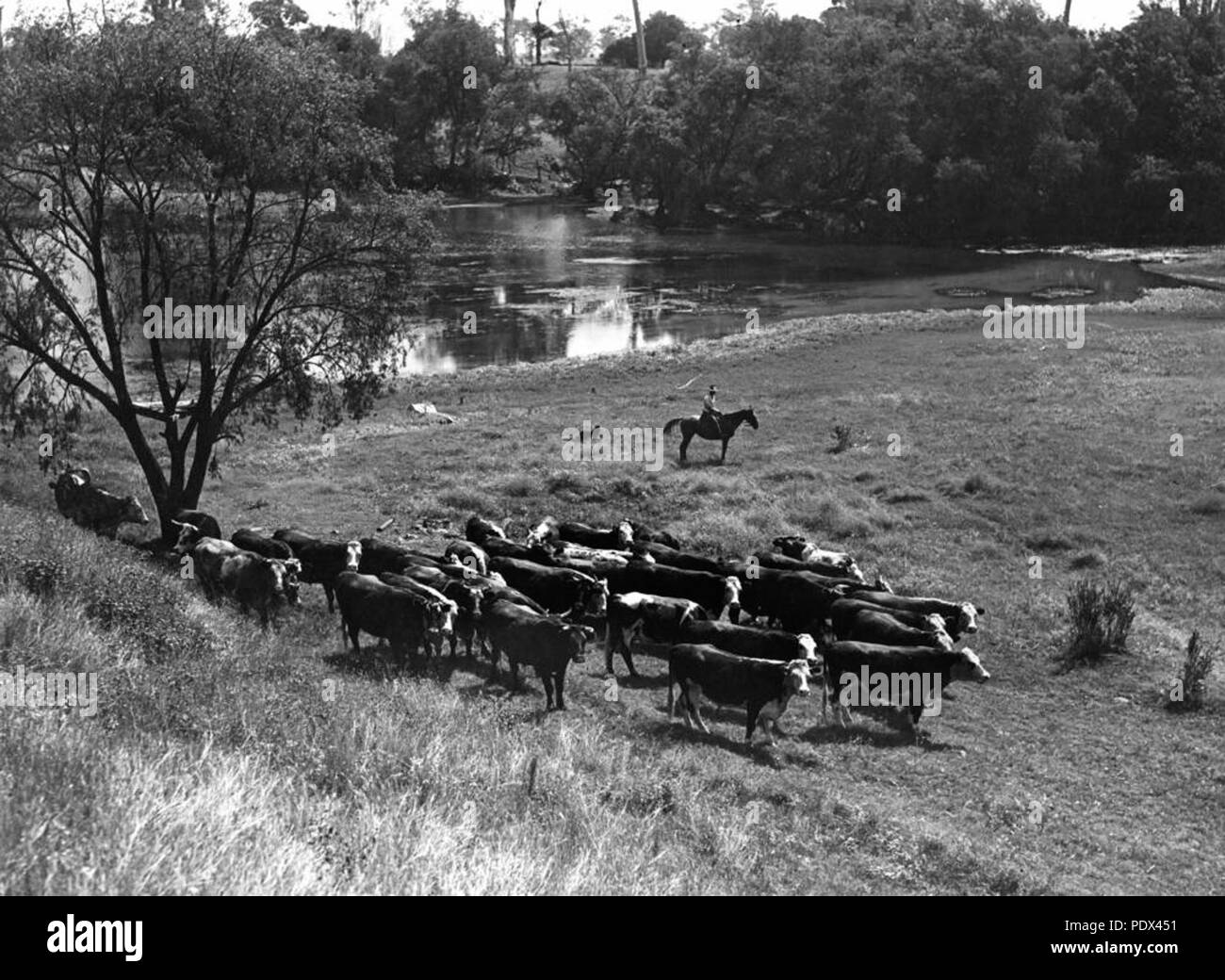252 StateLibQld 1 213640 pascolo del bestiame sulle rive del Fiume Brisbane Foto Stock