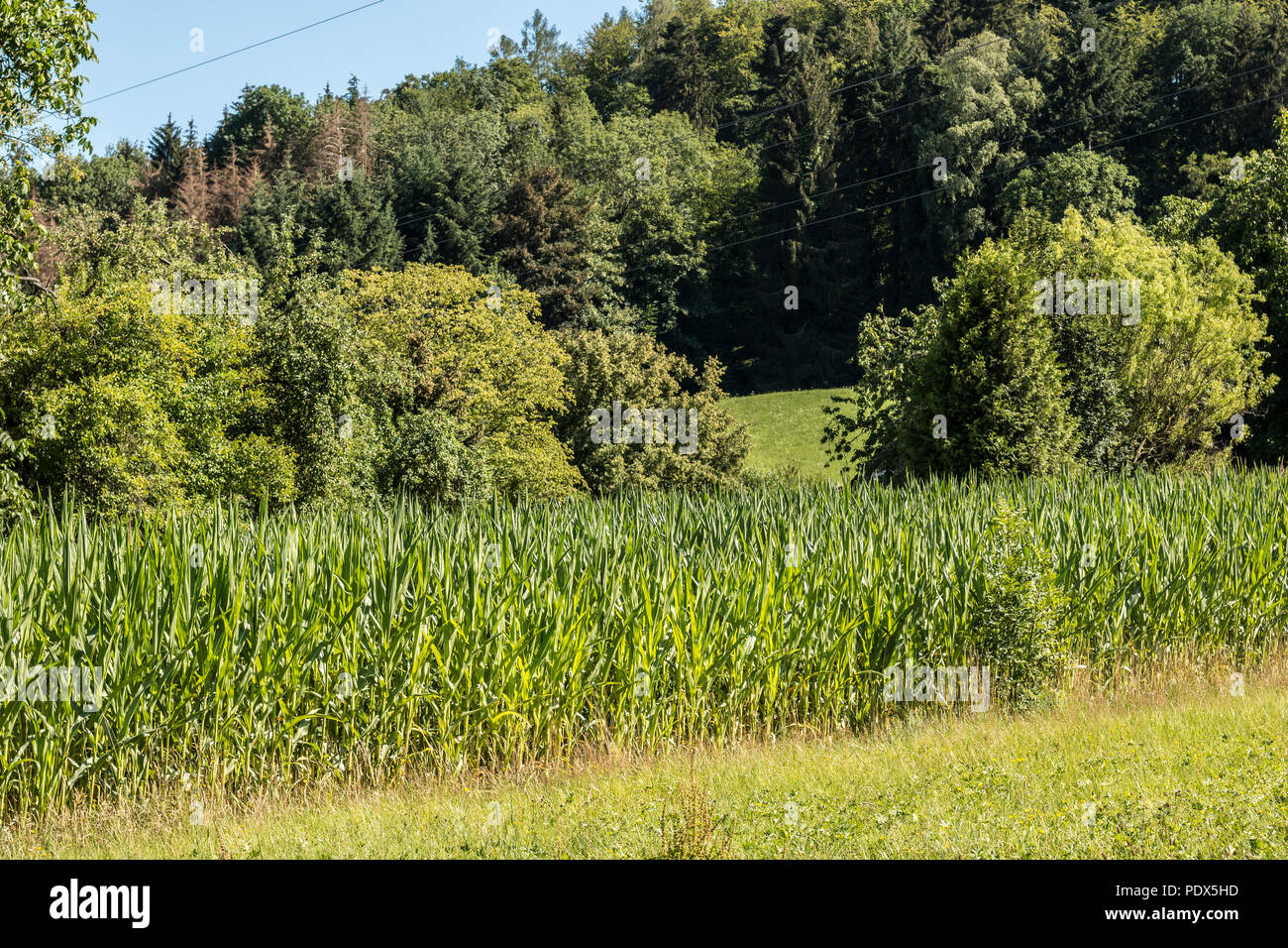 Il tedesco campo di grano vicino alla foresta Foto Stock