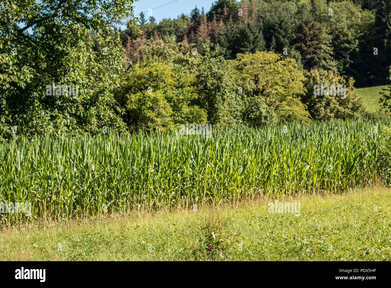 Il tedesco campo di grano vicino alla foresta Foto Stock