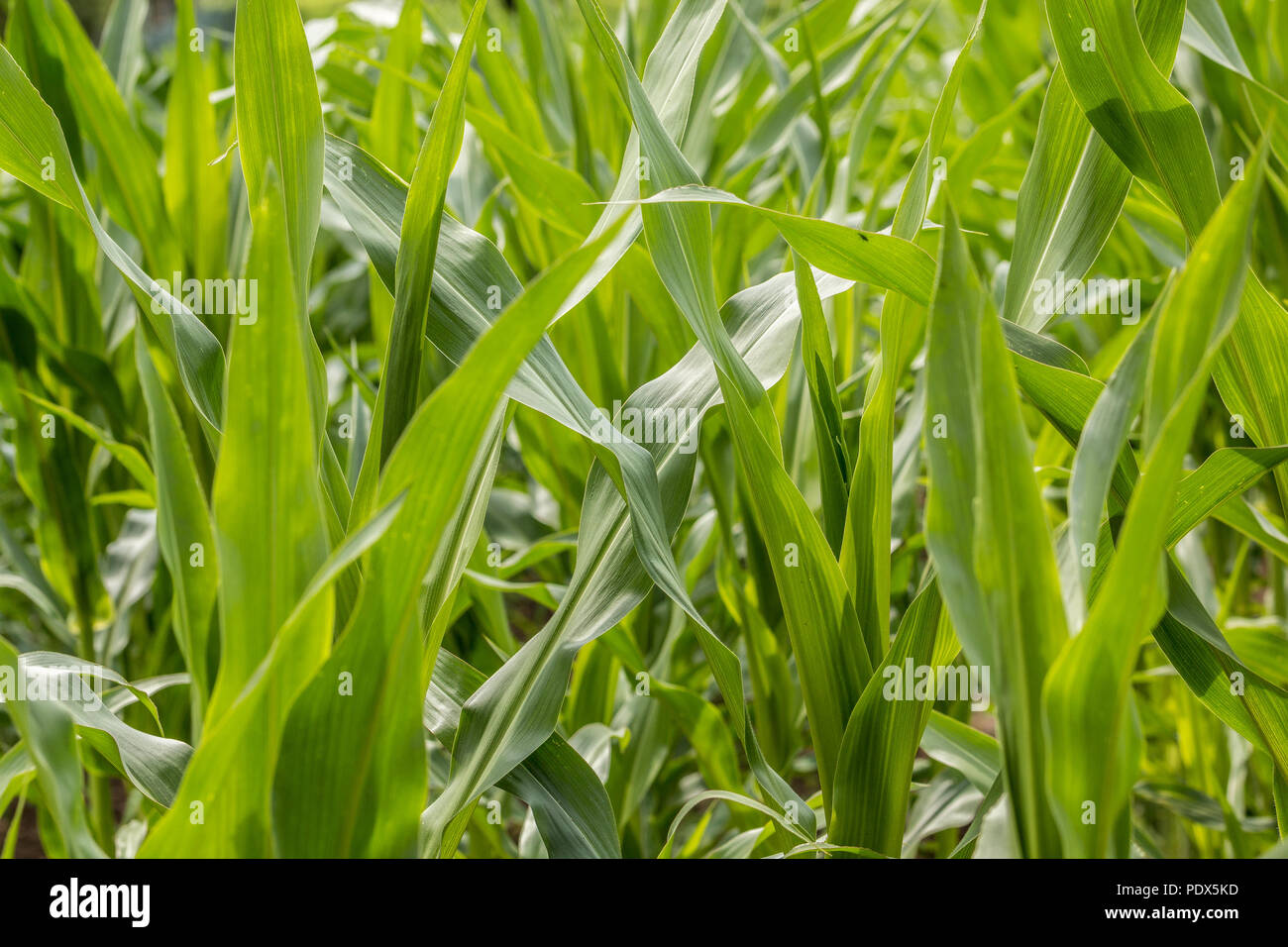 Il tedesco campo di mais con grandi foglie verdi Foto Stock