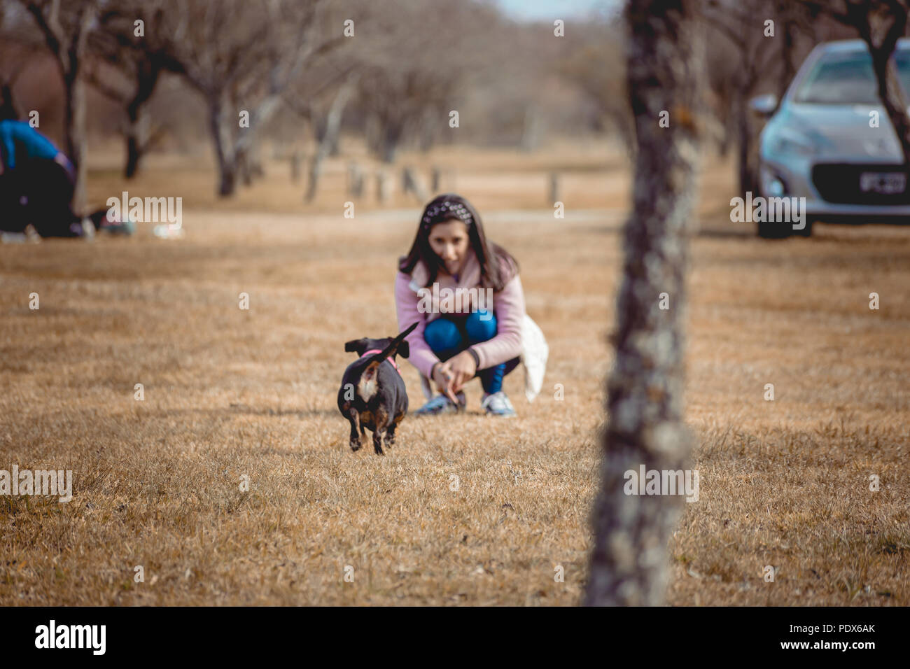 Ypung ragazza che gioca con i cani Foto Stock