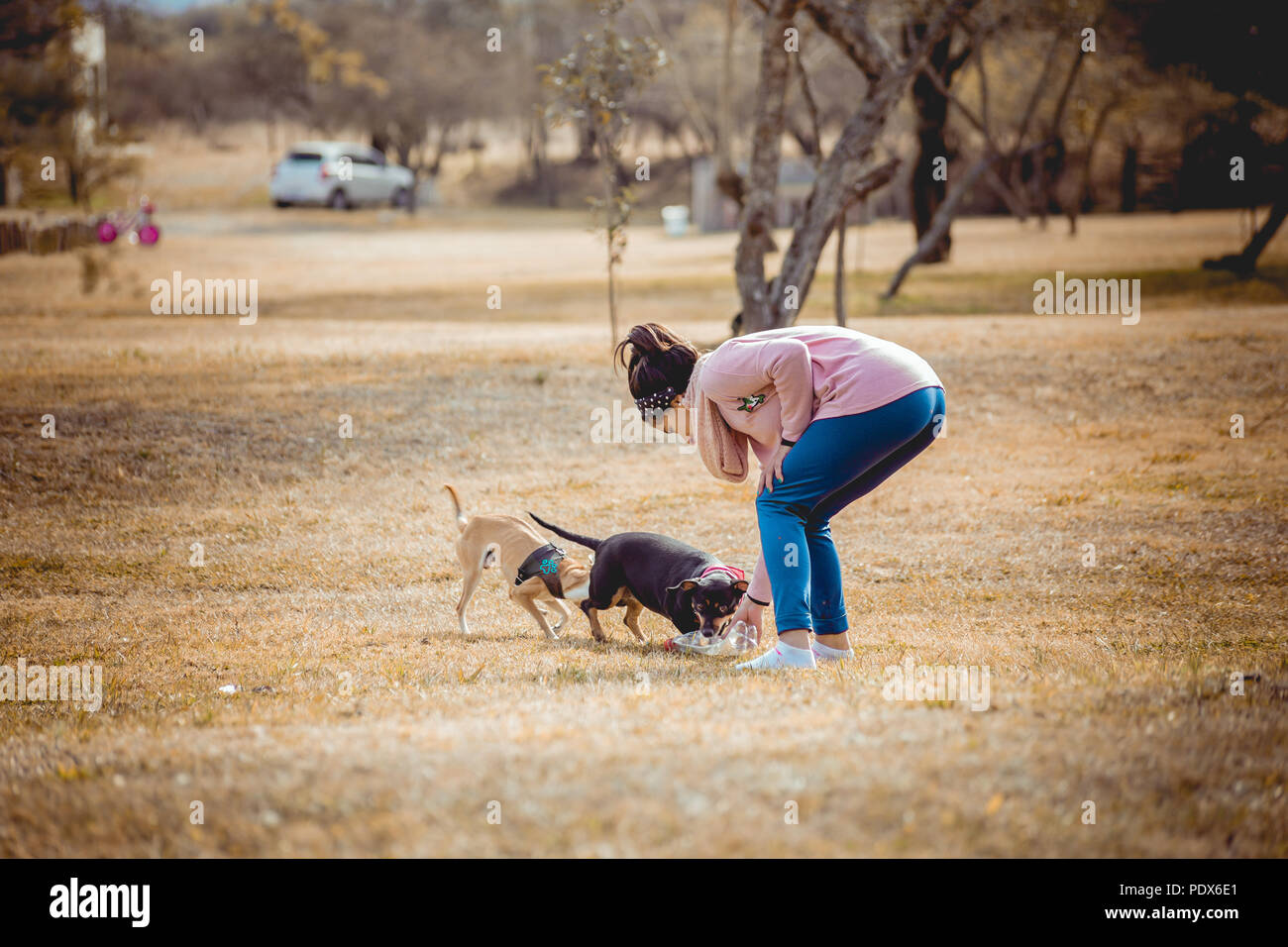 Ypung ragazza che gioca con i cani Foto Stock