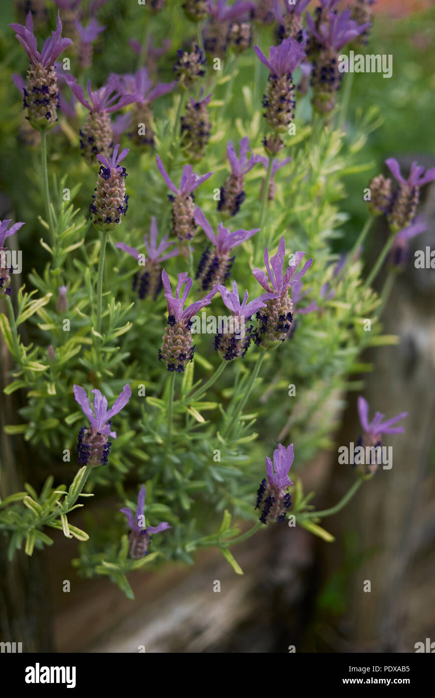 Lavandula stoechas pianta Foto Stock