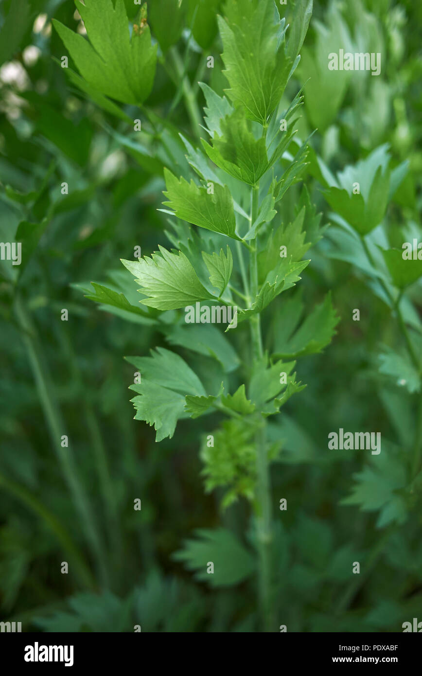 Levisticum officinale pianta Foto Stock