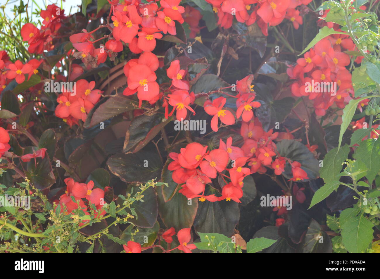 Bel rosso fiori tipici della città di Volos. Storia dell'architettura  Travel.4 luglio 2018. Volos. Magnesia. La Grecia Foto stock - Alamy