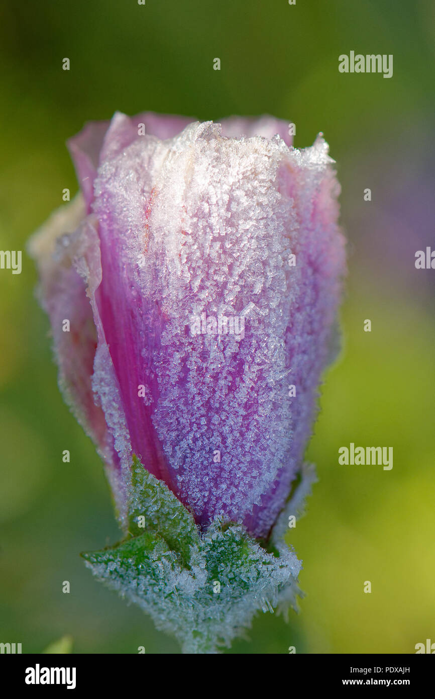 Close up di Malva fiore nascere a inizio autunno frost con acqua di fusione di cristalli nella mattina di calore solare Foto Stock